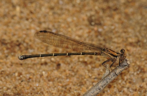 Female
2008_05_16_Floyd